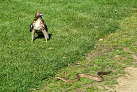 Hawk & Snake