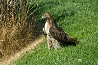 Hawk & Snake