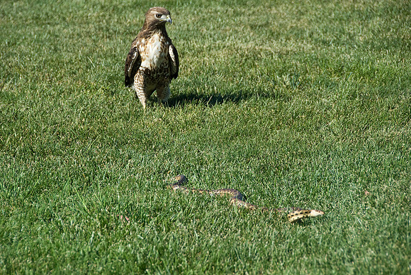 Hawk & Snake