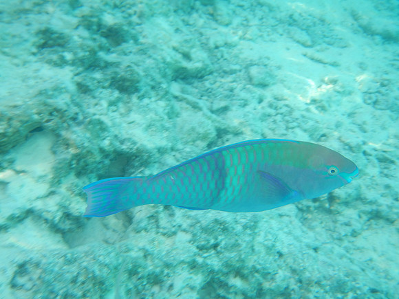 DSCN0333