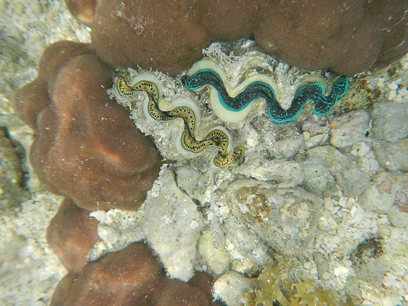 DSCN0784