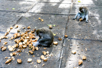 Monkey Forest Ubud