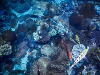 Lembongan snorkeling adventure