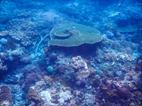 Lembongan snorkeling adventure
