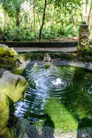 Monkey Forest Ubud