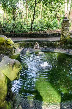 Monkey Forest Ubud