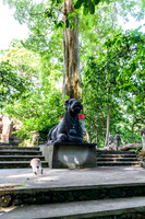 Monkey Forest Ubud