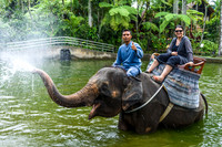 Taro Elephant Sanctuary Bali