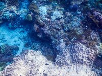 Lembongan snorkeling adventure