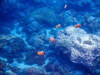 Lembongan snorkeling adventure