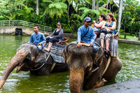Taro Elephant Sanctuary Bali