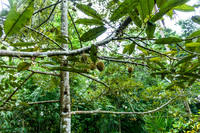 Taro Elephant Sanctuary Bali