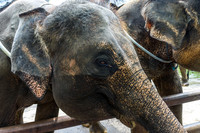 Taro Elephant Sanctuary Bali