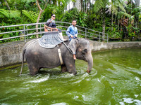 Taro Elephant Sanctuary Bali