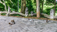 Monkey Forest Ubud
