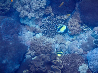 Lembongan snorkeling adventure
