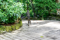 Monkey Forest Ubud