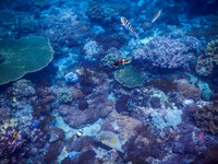 Lembongan snorkeling adventure