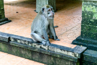 Monkey Forest Ubud