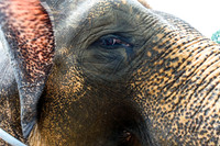 Taro Elephant Sanctuary Bali