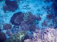 Lembongan snorkeling adventure