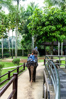 Taro Elephant Sanctuary Bali