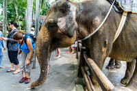 Taro Elephant Sanctuary Bali