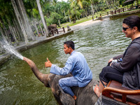 Taro Elephant Sanctuary Bali