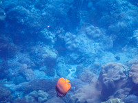 Lembongan snorkeling adventure