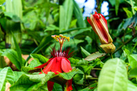 Bali - Ubud - ONEWORLD retreats - Kumara