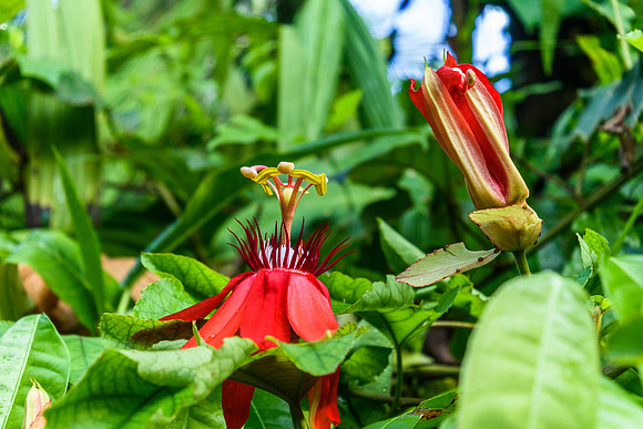 Bali - Ubud - ONEWORLD retreats - Kumara