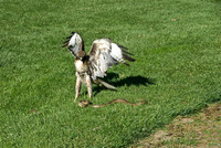 Hawk & Snake