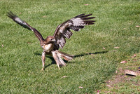 Hawk & Snake