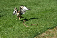 Hawk & Snake