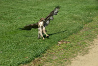 Hawk & Snake