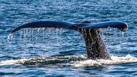 2017 Whale Watching - Santa Cruz