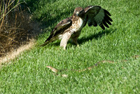 Hawk & Snake