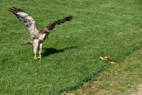 Hawk & Snake