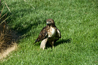 Hawk & Snake