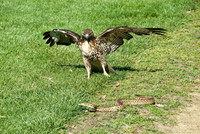 Hawk & Snake