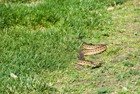 Hawk & Snake