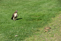 Hawk & Snake