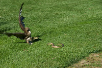 Hawk & Snake