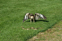 Hawk & Snake
