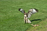 Hawk & Snake