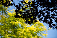 080608_N20_4450