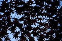 080608_N20_4439